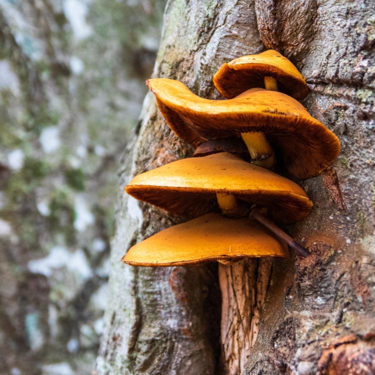  Tree with Fungus